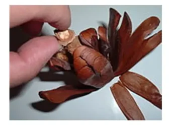 7 Manfaat Biji Mahoni untuk Kesehatan dan Cara Konsumsi yang Efektif bagi Tubuh