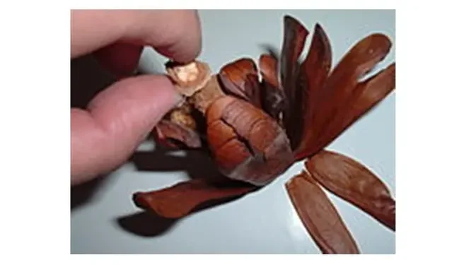 7 Manfaat Biji Mahoni untuk Kesehatan dan Cara Konsumsi yang Efektif bagi Tubuh