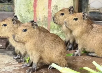 Drama Penyusup Malam di Kebun Binatang Bersama Kuda Nil Kerdil