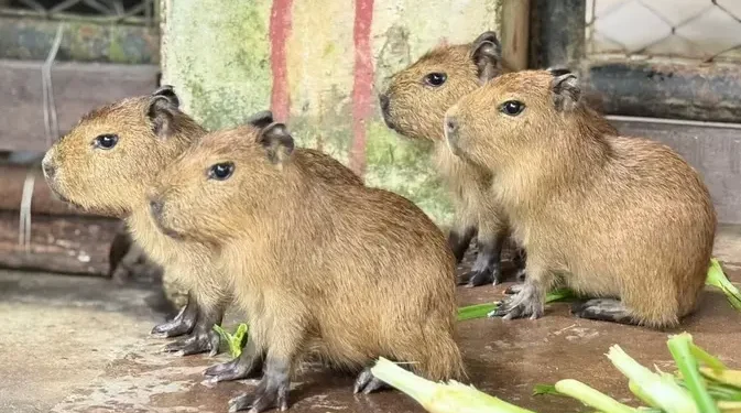 Drama Penyusup Malam di Kebun Binatang Bersama Kuda Nil Kerdil
