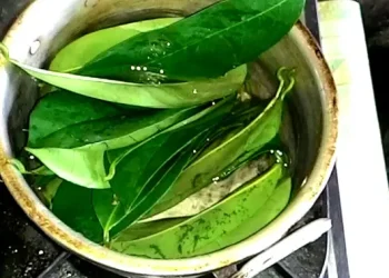 Rebusan Daun Sirsak untuk Menurunkan Kolesterol Secara Diam-Diam dan Meningkatkan Kesehatan Darah