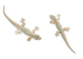 Pakar IPB University Bahas Manfaat dan Risiko Memelihara Cicak di Rumah