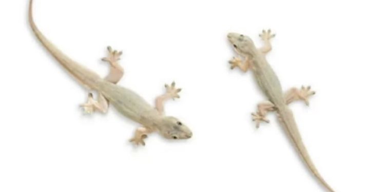 Pakar IPB University Bahas Manfaat dan Risiko Memelihara Cicak di Rumah