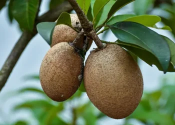 12 Manfaat Buah Sawo untuk Kesehatan Jantung dan Kontrol Gula Darah