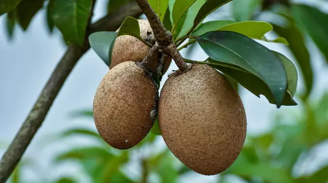 12 Manfaat Buah Sawo untuk Kesehatan Jantung dan Kontrol Gula Darah