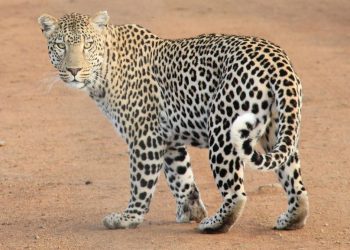 Penanganan Serius Macan Tutul yang Kabur di Lembang oleh TSI