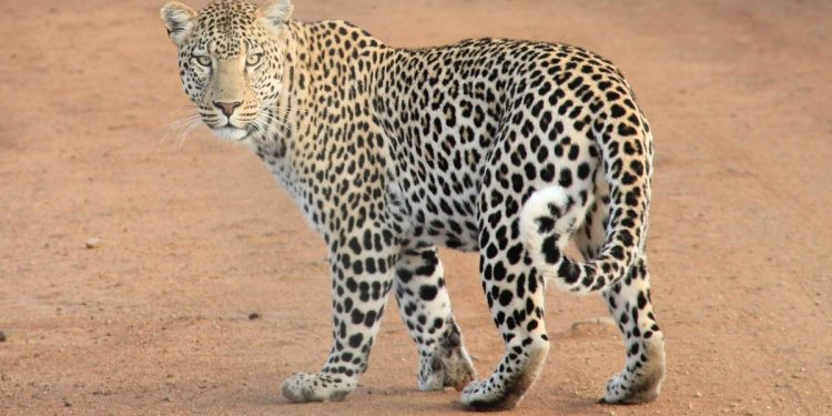 Penanganan Serius Macan Tutul yang Kabur di Lembang oleh TSI