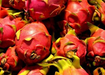 8 Manfaat Kesehatan Buah Naga Merah yang Kaya Antioksidan dan Serat