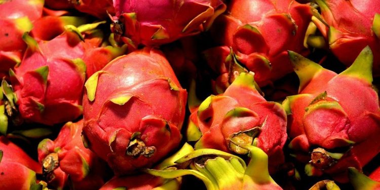 8 Manfaat Kesehatan Buah Naga Merah yang Kaya Antioksidan dan Serat