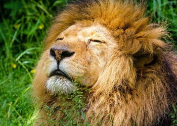 5 Singa yang Serang dan Tewaskan Petugas Safari Kini Dikirim ke Penjara