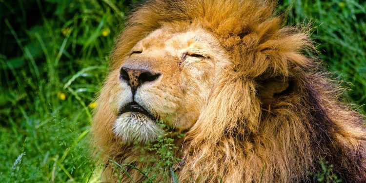 5 Singa yang Serang dan Tewaskan Petugas Safari Kini Dikirim ke Penjara