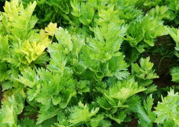 Rebusan Daun Seledri untuk Kesehatan dan Manfaatnya Selain Masakan