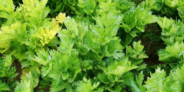 Rebusan Daun Seledri untuk Kesehatan dan Manfaatnya Selain Masakan