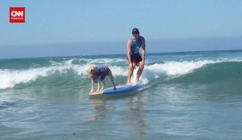 Anjing-Anjing Lucu Berpartisipasi dalam Lomba Selancar di California