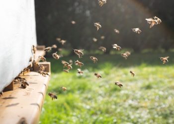Sengatan Tawon atau Lebah Berbahaya, Ketahui Cara Tepat Menanganinya