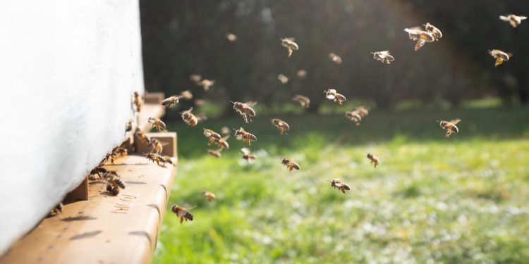 Sengatan Tawon atau Lebah Berbahaya, Ketahui Cara Tepat Menanganinya