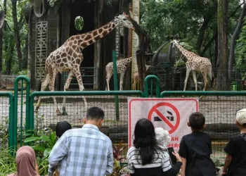 Wisata Malam Ragunan Mulai Dibuka Hari Ini, Cek Jam Operasional dan Cara Beli Tiket