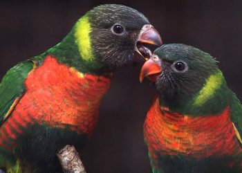 Top 3 Berita Hari Ini: 40 Burung Perkici Dada Merah Kembali ke Indonesia dari Inggris