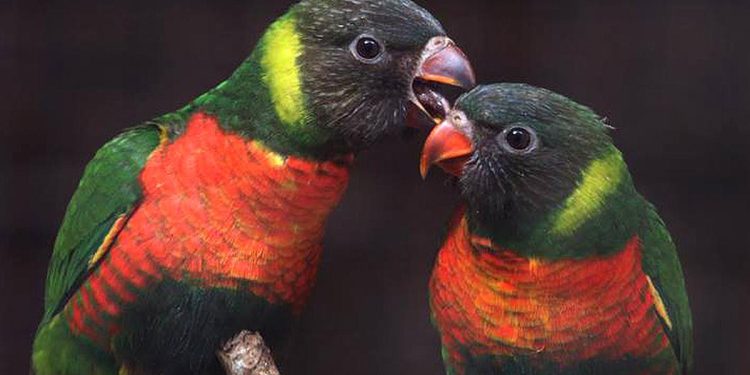 Top 3 Berita Hari Ini: 40 Burung Perkici Dada Merah Kembali ke Indonesia dari Inggris