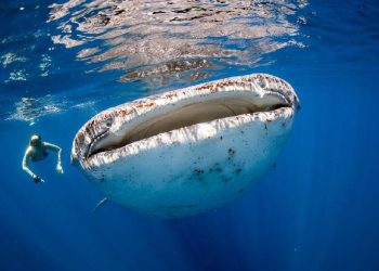 Usulan Konservasi Hiu Paus di Teluk Saleh NTB untuk Edukasi Wisatawan