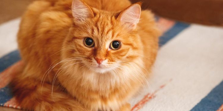 Kucing Oren Depan FX Viral Jadi Destinasi Wisata Lima Bintang di Google