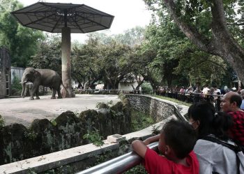 Wisata Malam Ragunan Buka Hari Ini, Simak Jadwal dan Harga Tiketnya