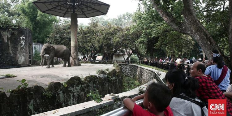 Wisata Malam Ragunan Buka Hari Ini, Simak Jadwal dan Harga Tiketnya