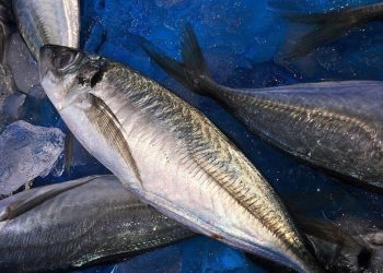 Bolehkah Mengonsumsi Ikan Tongkol Saat Diet? Cek Manfaat dan Cara Aman Konsumsi