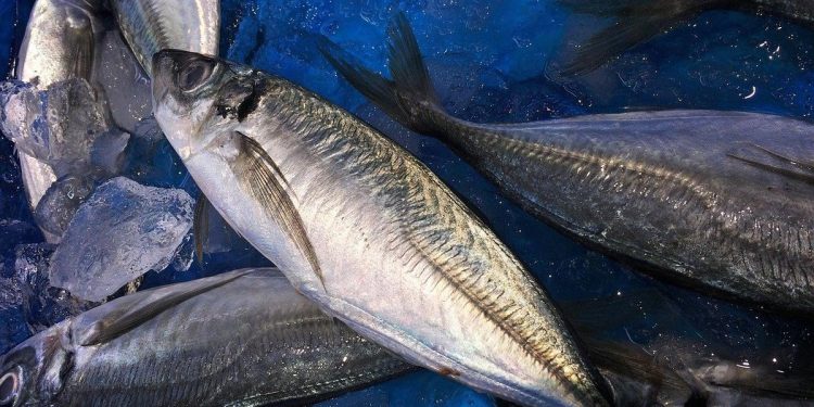 Bolehkah Mengonsumsi Ikan Tongkol Saat Diet? Cek Manfaat dan Cara Aman Konsumsi