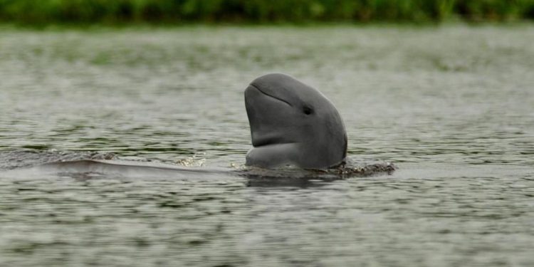 2 Pesut Mahakam Terancam Punah Mati di Anak Sungai Mahakam