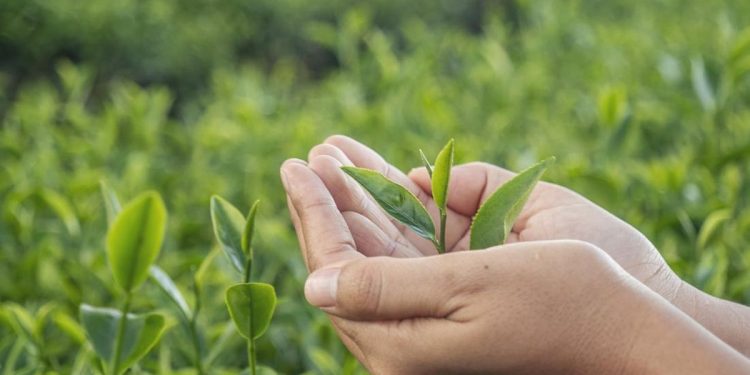 6 Air Rebusan yang Dapat Menurunkan Trigliserida Berbahaya untuk Jantung