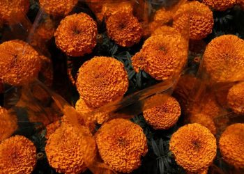 9 Jenis Bunga Mudah Ditanam untuk Taman Indah Tanpa Kesulitan