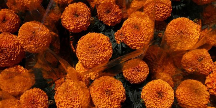 9 Jenis Bunga Mudah Ditanam untuk Taman Indah Tanpa Kesulitan