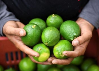 Lemon dan Jeruk Nipis Perbedaan Manfaat Si Asam Kembar