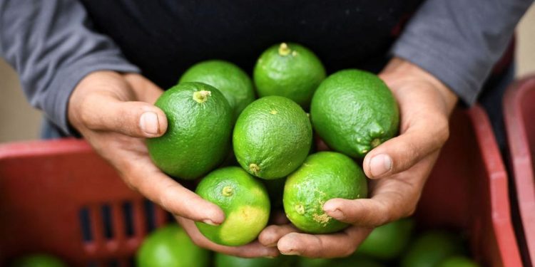 Lemon dan Jeruk Nipis Perbedaan Manfaat Si Asam Kembar