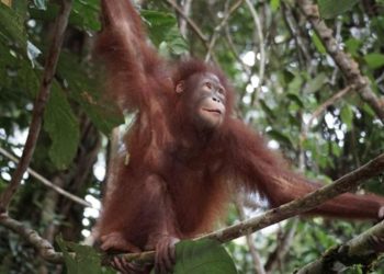 Mayat Orang Utan Ditemukan di Tapanuli, Pakar Khawatir Populasinya Makin Menurun