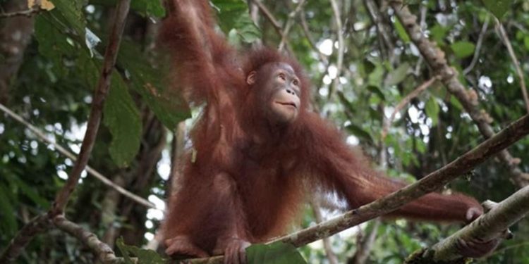 Mayat Orang Utan Ditemukan di Tapanuli, Pakar Khawatir Populasinya Makin Menurun