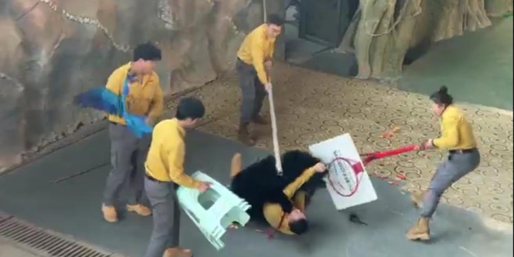 Beruang Hitam Terkam Penjaga di Pertunjukan Taman Safari Hangzhou