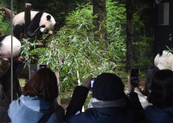 Upaya Jepang Putus Asa Meminjam Panda dari China