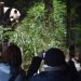 Upaya Jepang Putus Asa Meminjam Panda dari China