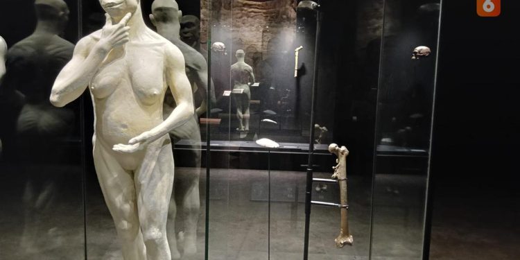 Fosil Java Man Kembali ke Indonesia Setelah 130 Tahun, Dipajang di Museum Nasional
