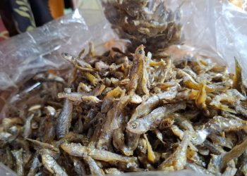 Menyelamatkan Ikan Bilih yang Terancam di Danau Singkarak