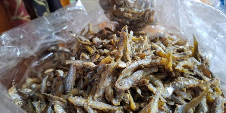 Menyelamatkan Ikan Bilih yang Terancam di Danau Singkarak