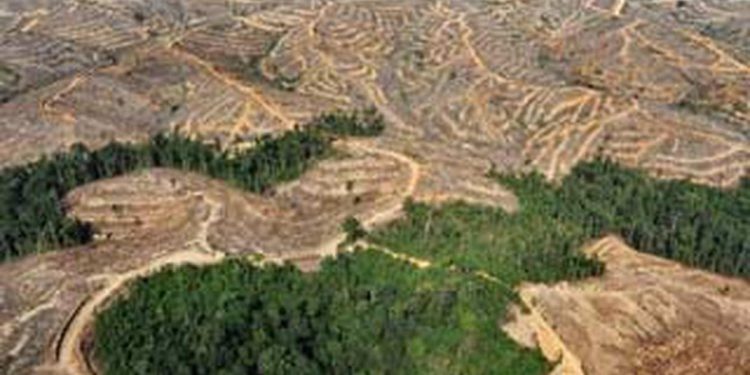 Patungan Membeli Hutan, Apakah Bisa Diterapkan di Indonesia?