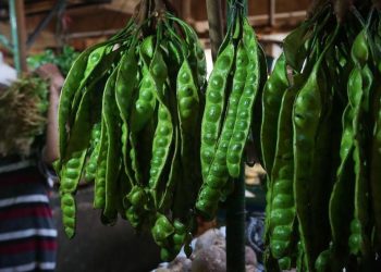 Petai Dikatakan Mengganggu Ginjal, Mitos atau Fakta?