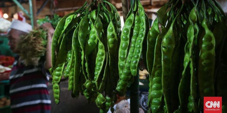 Petai Dikatakan Mengganggu Ginjal, Mitos atau Fakta?