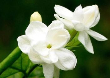 Khasiat Melati Putih untuk Kesehatan dan Kosmetik Menurut Guru Besar IPB