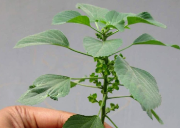 30 Manfaat Tanaman Anting-Anting untuk Kesehatan Redakan Radang dan Cegah Kanker