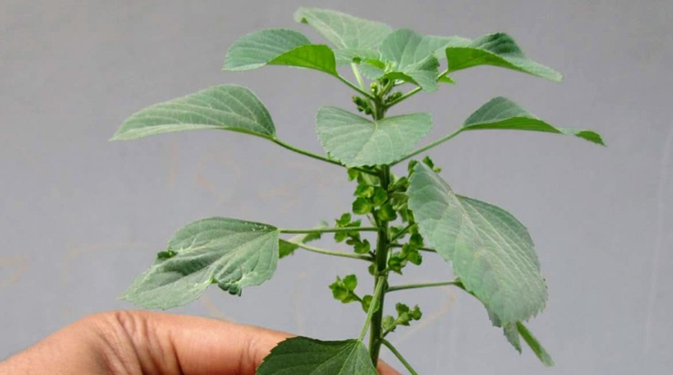 30 Manfaat Tanaman Anting-Anting untuk Kesehatan Redakan Radang dan Cegah Kanker