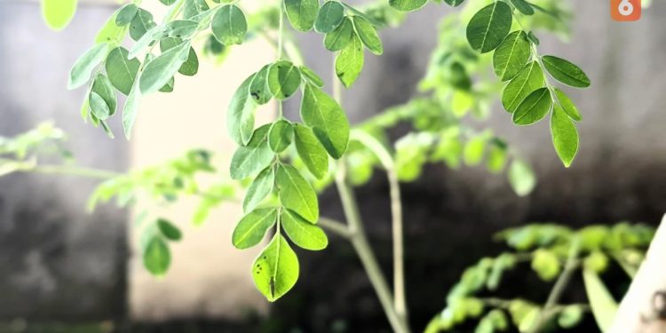 Atasi Asam Urat dengan Rutin Konsumsi Daun Kelor dan Jaga Pola Makan yang Sehat